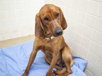 Recovering Gunner, photo courtesy of the Arizona Humane Society